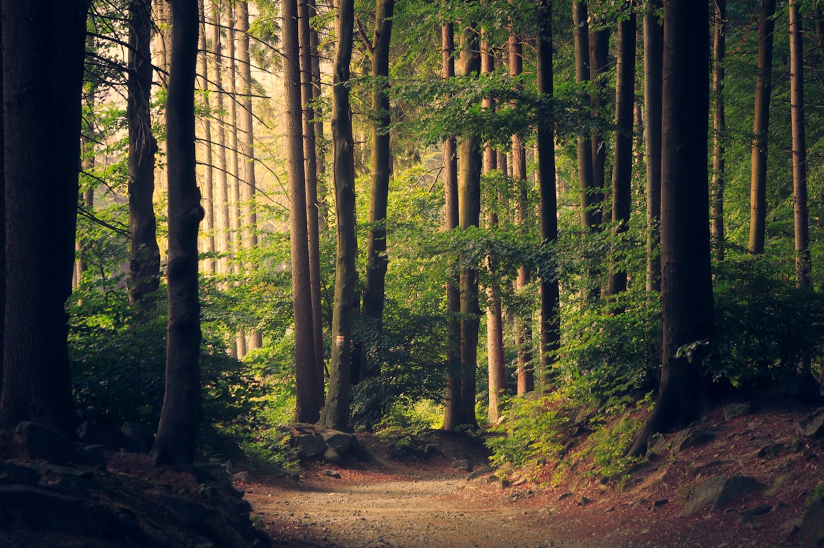 Misty forests of Wayanad